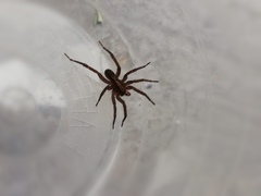 Lycosidae