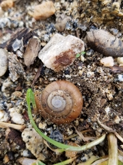 Glyptostoma gabrielense
