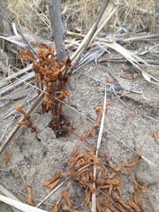 Aphyllon franciscanum