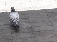 Columba livia domestica