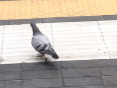 Columba livia domestica