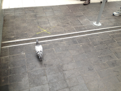 Columba livia domestica