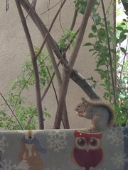 Sciurus niger