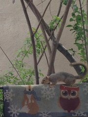 Sciurus niger