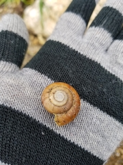 Glyptostoma gabrielense