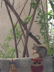 Sciurus niger