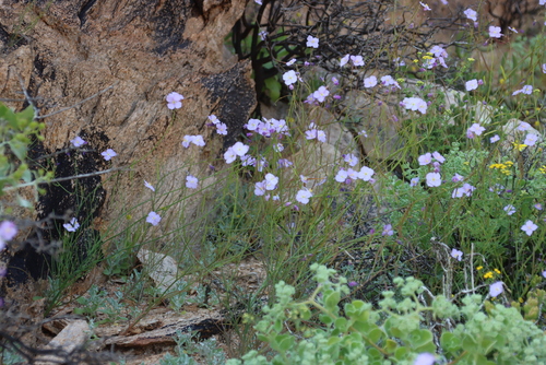 Image of Heliophila trifurca by (c) Tony Rebelo, some rights reserved (CC BY-SA)