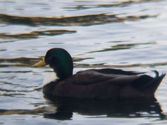 Anas platyrhynchos domesticus