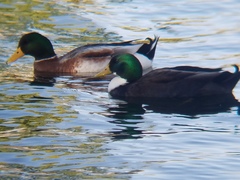 Anas platyrhynchos domesticus