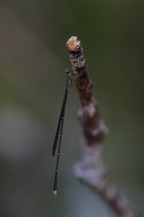 Rhadinosticta simplex