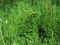 Pedicularis incarnata