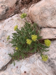 Lomatium parryi