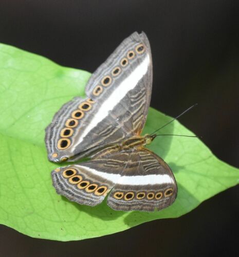 Cyrestis biaka