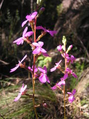 Stylidium lineare