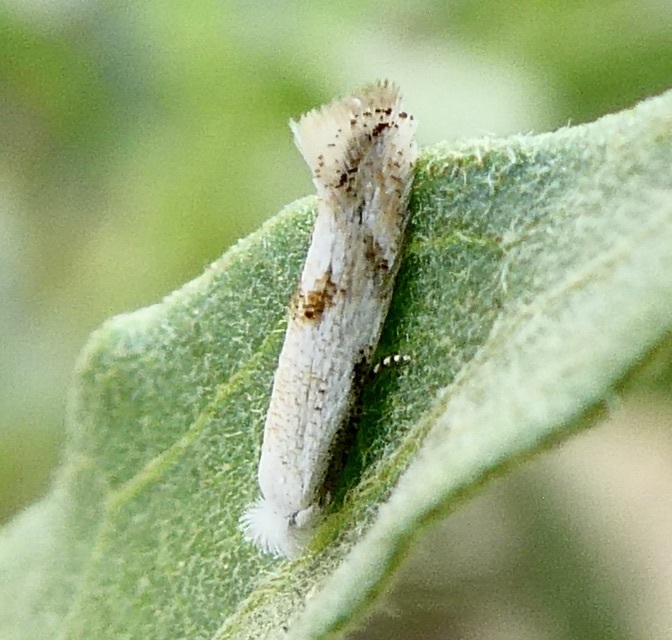 Bucculatrix enceliae