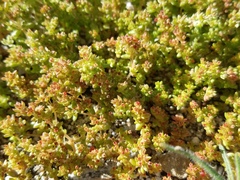 Crassula connata