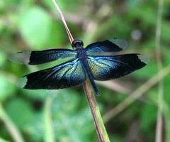 Rhyothemis plutonia