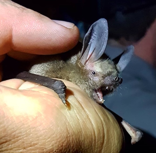 Short-tailed bats caught in harp net trap (Mystacina tuberculata
