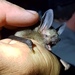 New Zealand Short-tailed Bats - Photo (c) Kirsty Myron, some rights reserved (CC BY-NC), uploaded by Kirsty Myron