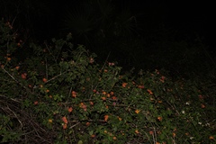 Lantana camara image