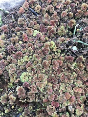 Azolla filiculoides