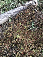 Azolla filiculoides