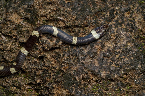 Black-banded Cat-eyed Snake