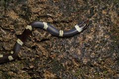 Leptodeira nigrofasciata image