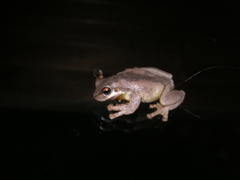 Litoria quiritatus