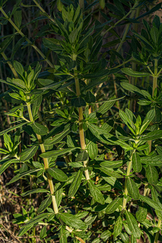Anthospermum ammanioides