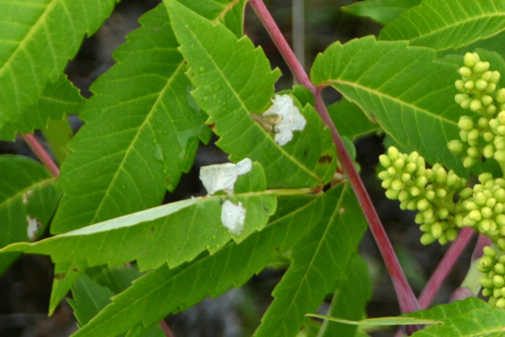 Sumac Leaf Blotch Miner Moth from Kootenay Boundary, BC, Canada on June