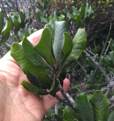 Planchonella costata