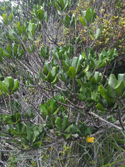 Planchonella costata