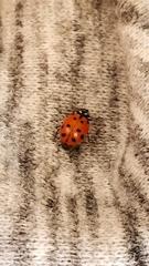 Hippodamia convergens