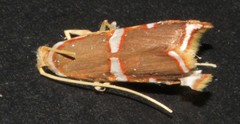 Barantola pulcherrima