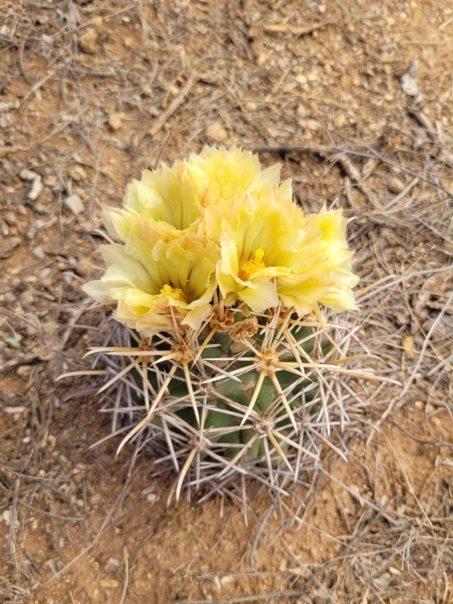 Coryphantha robustispina