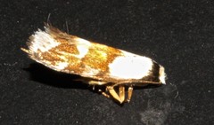 Philenora aspectalella