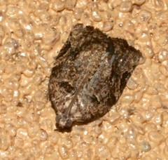 Epitymbia eudrosa