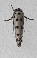 Ethmia sphaerosticha