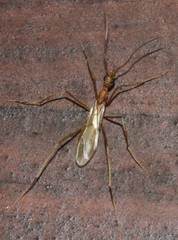 Leptomyrmex