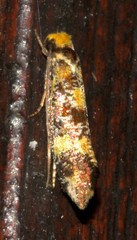 Monopis chrysogramma