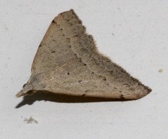 Dichromodes usurpatrix