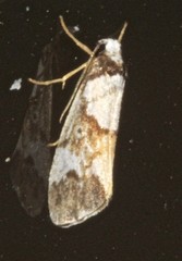 Philenora elegans