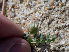 Astragalus didymocarpus