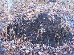 Lasius minutus