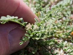 Astragalus didymocarpus