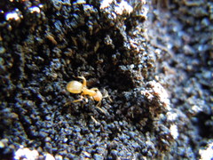 Lasius minutus