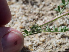 Astragalus didymocarpus