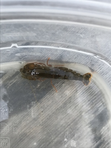 Alpheus heterochaelis