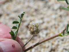 Astragalus didymocarpus